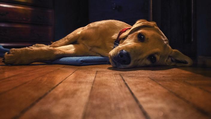 A labrador retriever lying on a dog bed