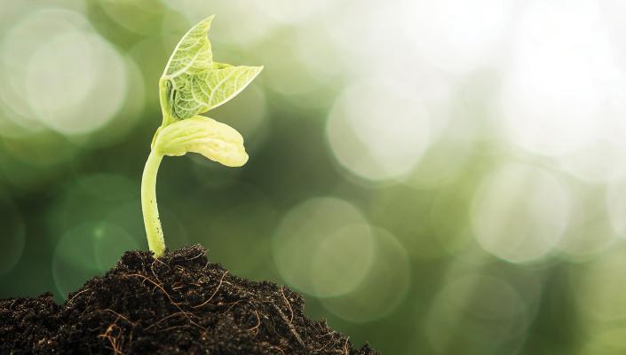 a seedling emerges from soil