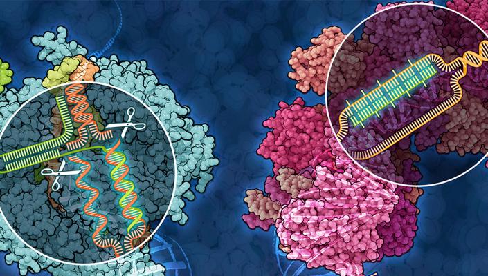 illustration of scissors cutting DNA double helix inside a cell