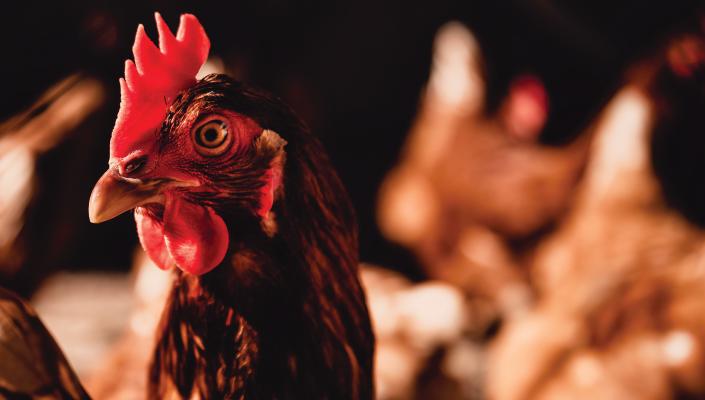 Portrait picture of chicken inside a chicken house. 