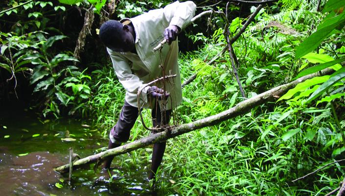 a hunter sets a snare to trap animals climbing a fallen tree branch