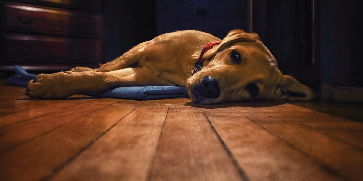 A labrador retriever lying on a dog bed