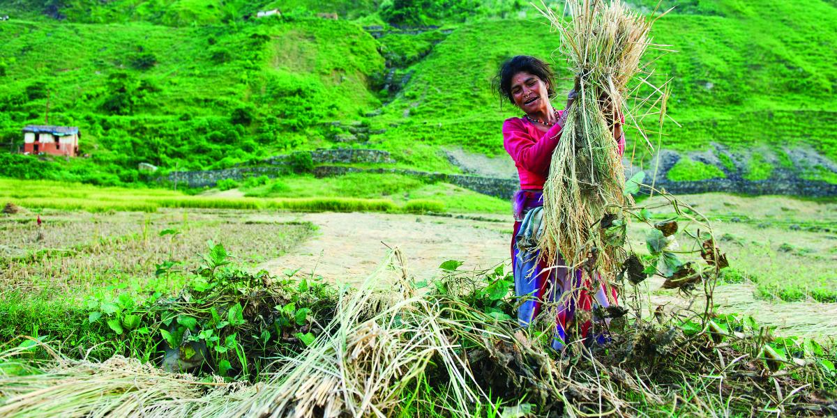 a woman carries brush cuttings in Nepal