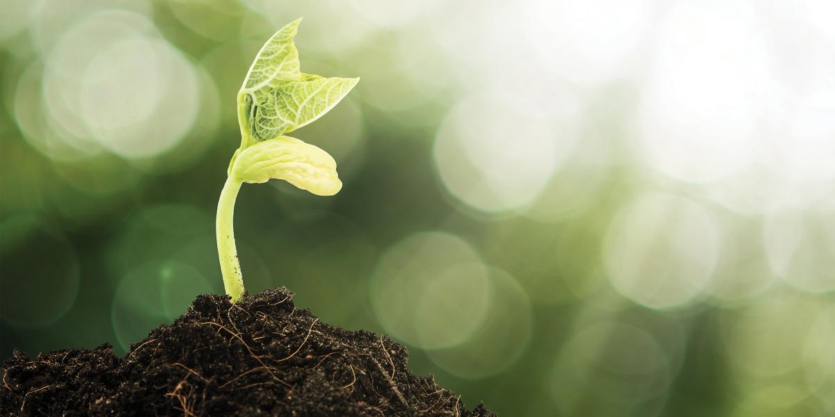 a seedling emerges from soil