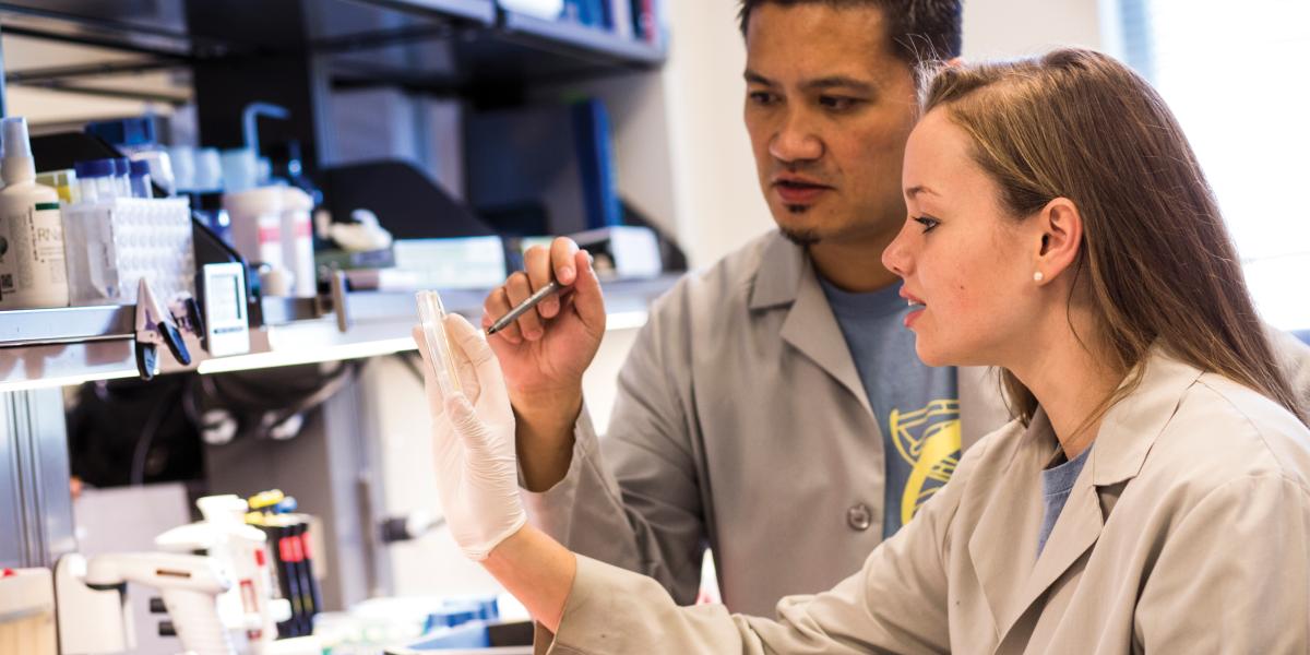 Carly Crump and Rhoel Dinglasan examine a petri dish in the lab.