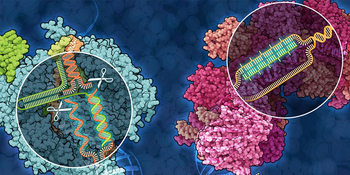 illustration of scissors cutting DNA double helix inside a cell