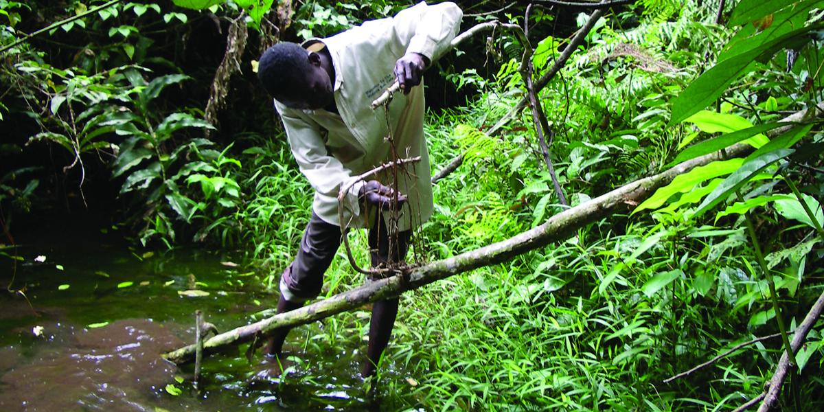 a hunter sets a snare to trap animals climbing a fallen tree branch