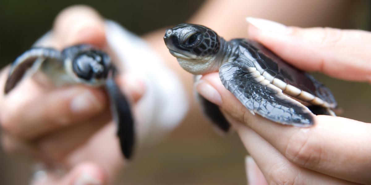 Baby sea turtles being held in hands