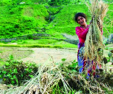 a woman carries brush cuttings in Nepal