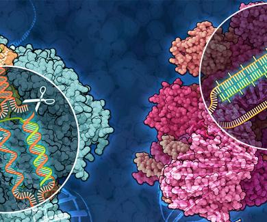 illustration of scissors cutting DNA double helix inside a cell