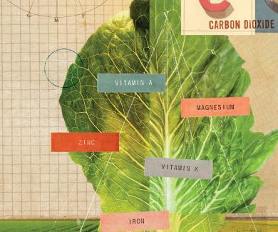 A collage of images, including a leaf of lettuce with the words vitamin A, magnesium, zinc, vitamin k, and iron overlaid.