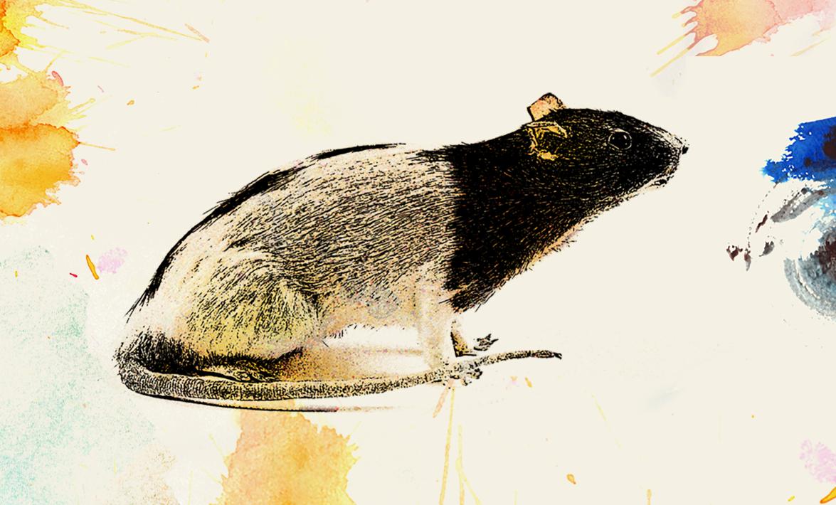 a rat with a black head and black and white body